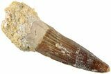 Fossil Spinosaurus Tooth - Real Dinosaur Tooth #235101-1